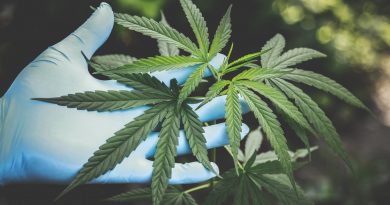 5 Ways to Differentiate Between CBD-Infused Kratom And Other Kratom Strains 5 Ways to Differentiate Between CBD-Infused Kratom And Other Kratom Strains