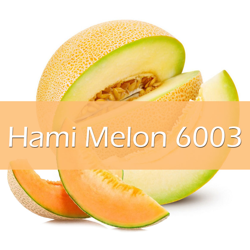 1L Vapelf Hami Melon 6003 Concentrated Flavors